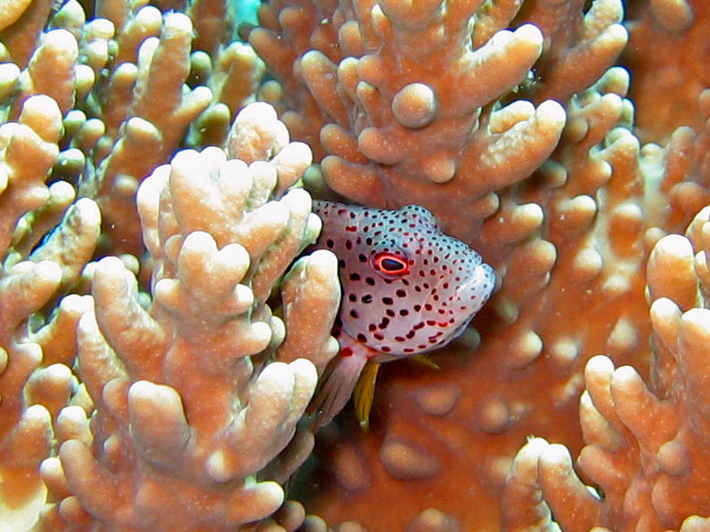 Blennide da identificare